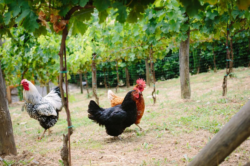 Agriturismo Mareli Villa กาไมโยเร ภายนอก รูปภาพ